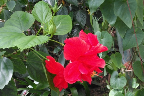 扶桑花修剪时间,小苗长到15cm左右时进行修剪
