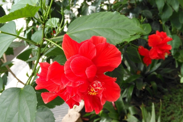 扶桑花修剪时间,小苗长到15cm左右时进行修剪