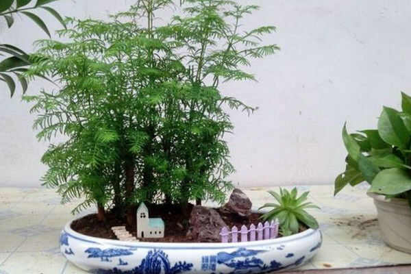 水杉盆景养殖方法,保证土壤适宜以及光照充裕