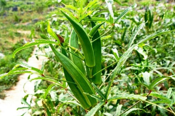 秋葵什么时候打顶,植株高度达到一米时进行