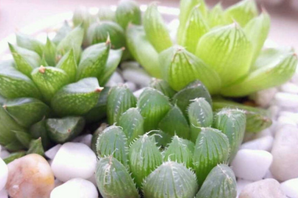 玉露几天浇水一次,春秋季每星期浇水1~2次