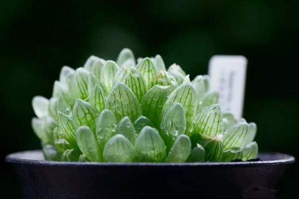 玉露几天浇水一次,春秋季每星期浇水1~2次