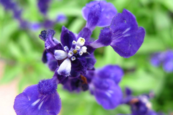 紫罗兰可以水养吗，紫罗兰水培方法详解