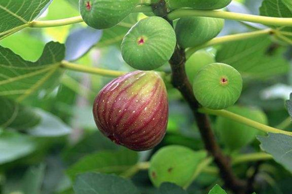 无花果盆栽的养殖方法,无花果养殖5大要点