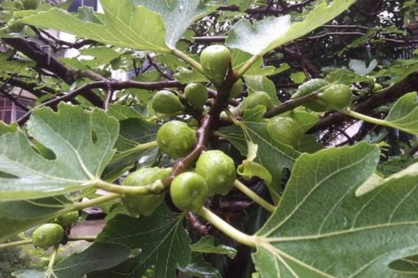 无花果盆栽的养殖方法,无花果养殖5大要点