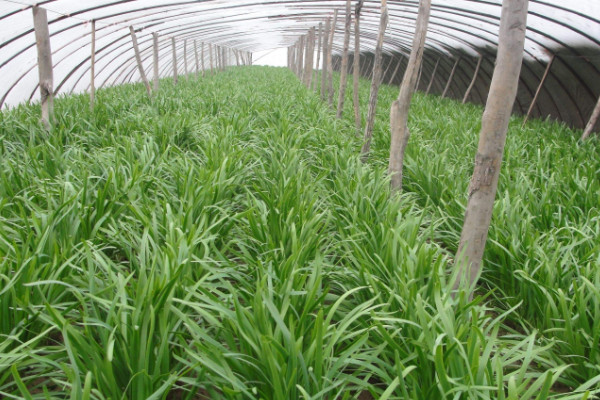 怎么让韭菜越长越粗,栽种耐寒耐热抗菌防虫的品种