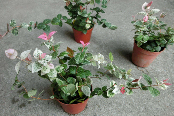 花叶络石怎么养,做好以下5点是关键