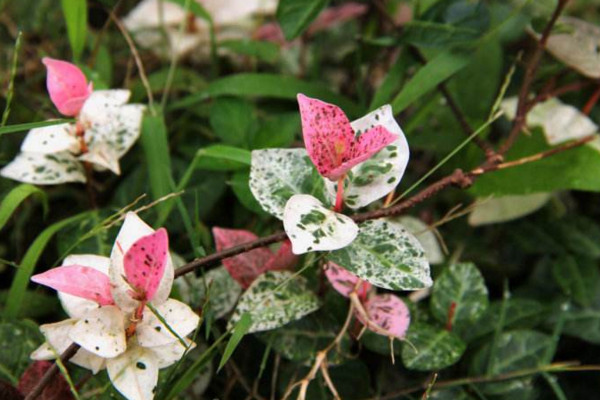 花叶络石怎么养,做好以下5点是关键