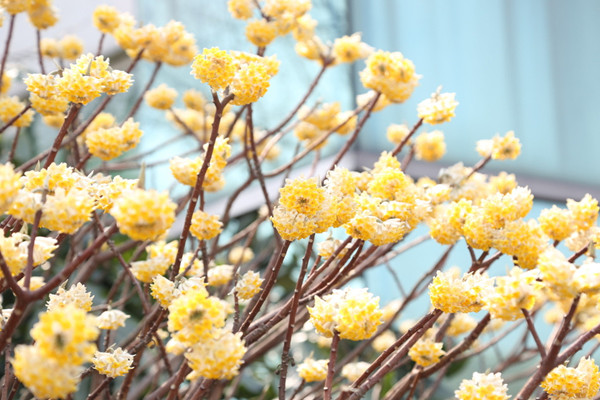 结香花怎么繁殖,主要有播种、扦插、分株三种方法