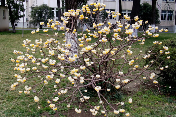 结香花怎么繁殖,主要有播种、扦插、分株三种方法