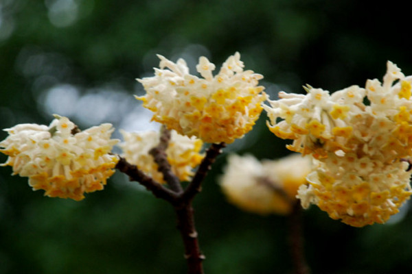 结香花怎么繁殖,主要有播种、扦插、分株三种方法