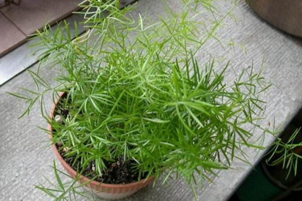 天门冬的养殖方法和注意事项,不可忽视的4大要点