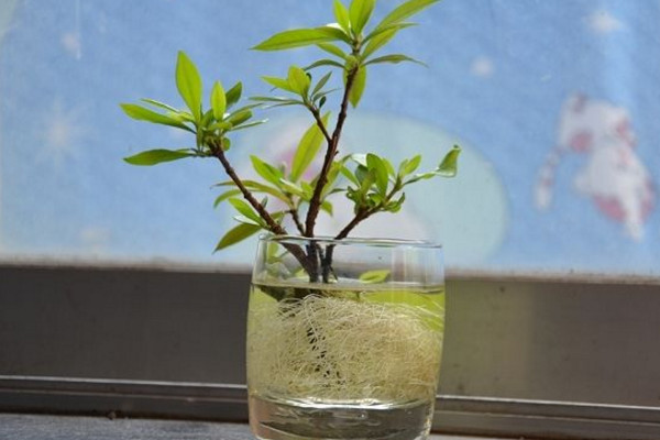 栀子花水培扦插繁殖技术，建议在植株的生长季节进行