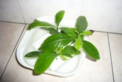 栀子花水培扦插繁殖技术，建议在植株的生长季