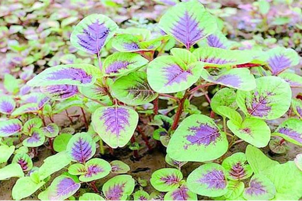 苋菜种植时间和方法,建议在每年的3~4月进行种植