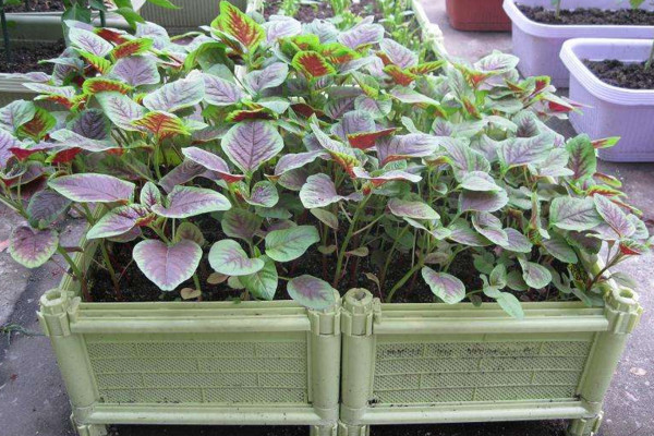 苋菜种植时间和方法,建议在每年的3~4月进行种植