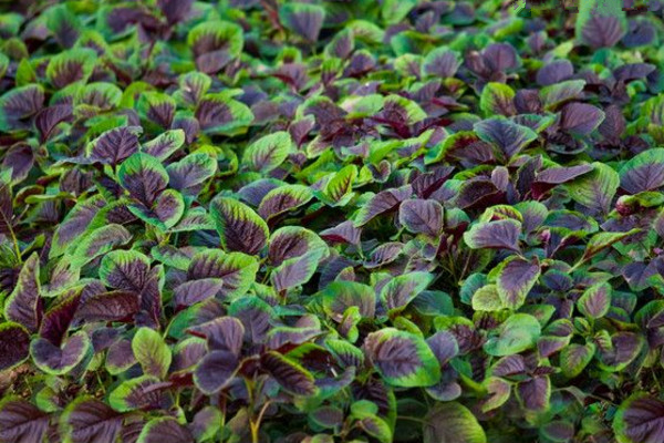 苋菜种植时间和方法,建议在每年的3~4月进行种植