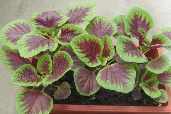 苋菜种植时间和方法,建议在每年的3~4月进行种植