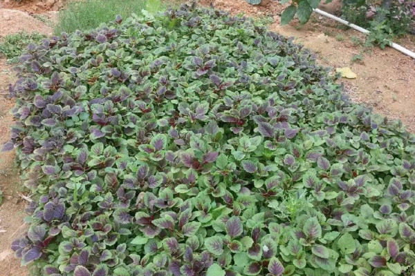 苋菜种植时间和方法,建议在每年的3~4月进行种植