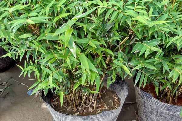 凤尾竹多久浇一次水,不同季节浇水频率不同