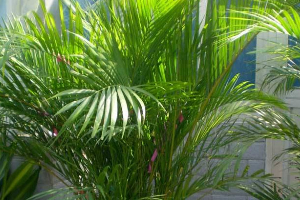 凤尾竹多久浇一次水,不同季节浇水频率不同