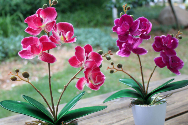 蝴蝶兰种子催芽方法，浸泡催芽/埋土催芽/纸巾催芽