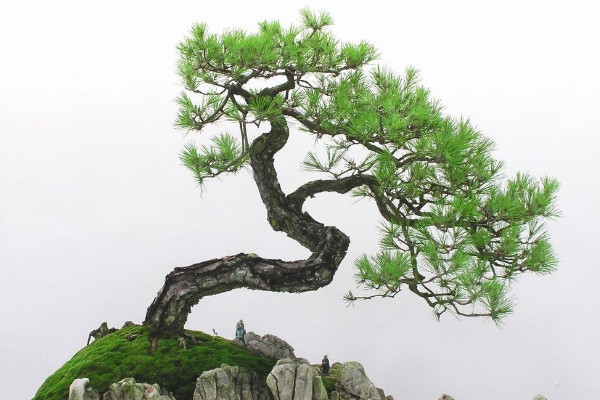 黑松盆景的养护方法,浇水灌溉保证干透浇透