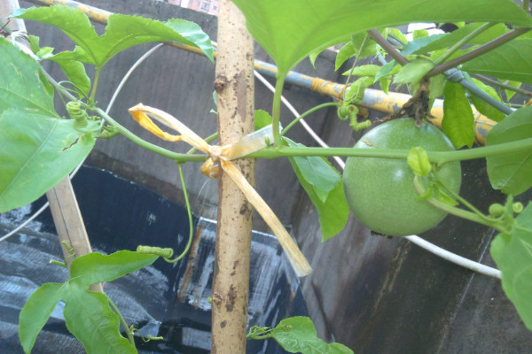 百香果树苗如何种植,栽植在肥沃松软的土壤中