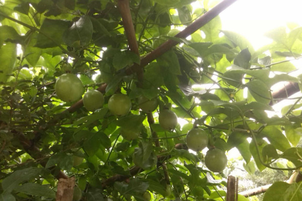 百香果树苗如何种植,栽植在肥沃松软的土壤中