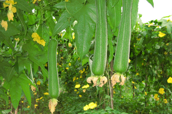 丝瓜种植技术与管理,建议在春秋两季进行种植