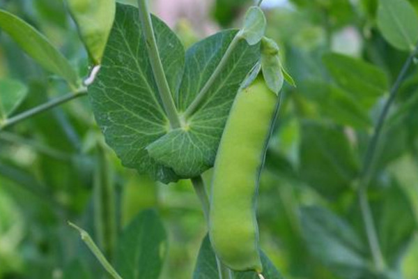 豌豆的种植方法和时间，春秋季种植成活率最高