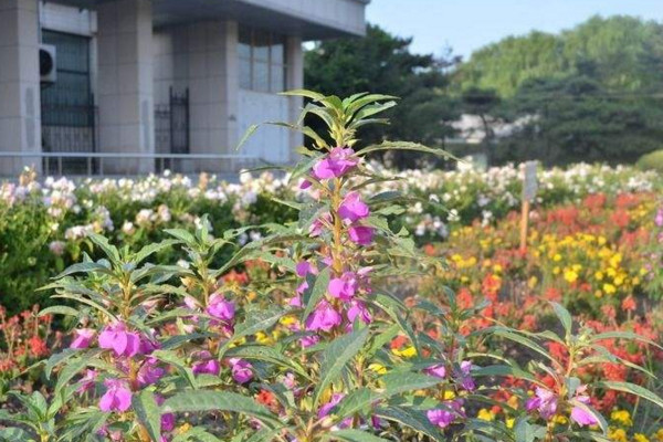 凤仙花的种植方法,最佳种植时间在4月份