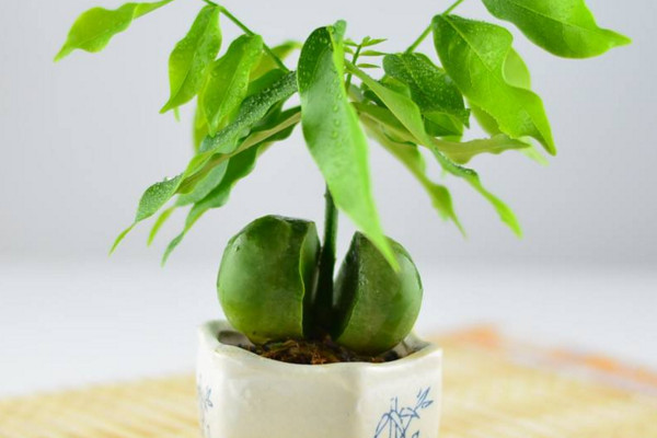元宝树多久浇一次水,春秋季每星期浇水1~2次