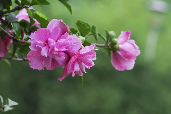 木槿花为什么不开花，可能是光照不足、盆土不适导致