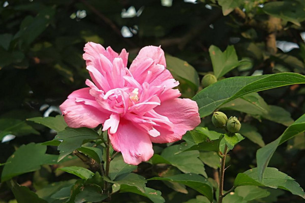 木槿花为什么不开花，可能是光照不足、盆土不适导致