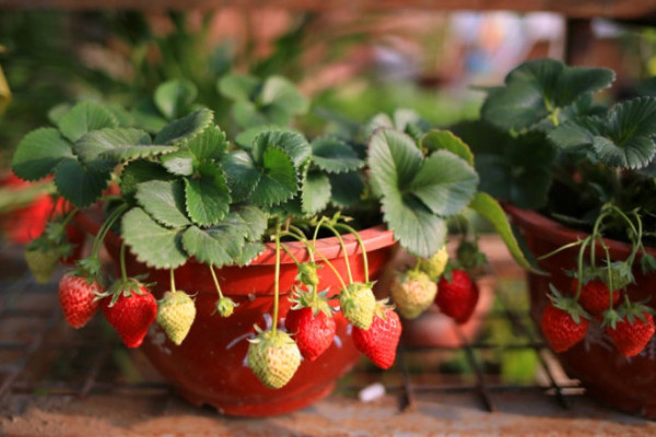 盆栽草莓的种植方法，选择陶瓷盆和腐殖土栽培