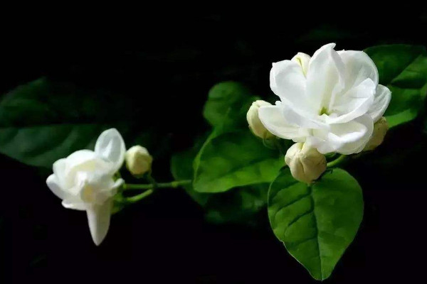 茉莉花怎么剪枝,修剪残花/徒长枝叶/病枝弱叶