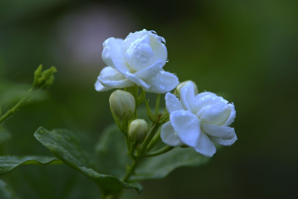 茉莉花怎么剪枝,修剪残花/徒长枝叶/病枝弱叶