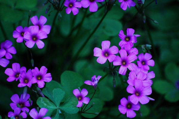 花期长的花有哪些，长春花/倒挂金钟/四季海棠等