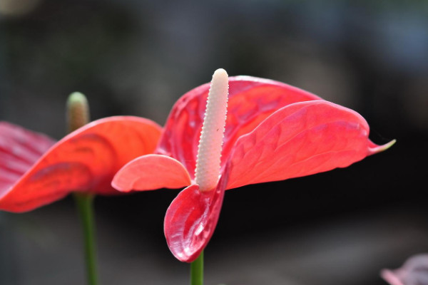 花期长的花有哪些，长春花/倒挂金钟/四季海棠等