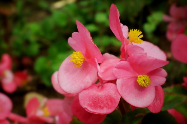 花期长的花有哪些，长春花/倒挂金钟/四季海棠等