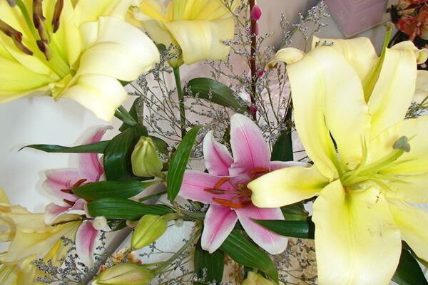 怎样才能养好百合花,选择疏松肥沃的砂质土壤养护