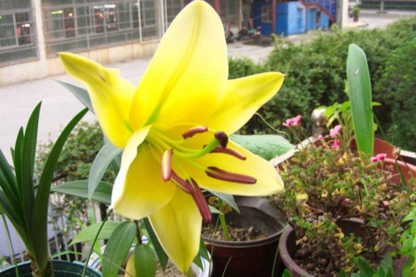 怎样才能养好百合花,选择疏松肥沃的砂质土壤养护