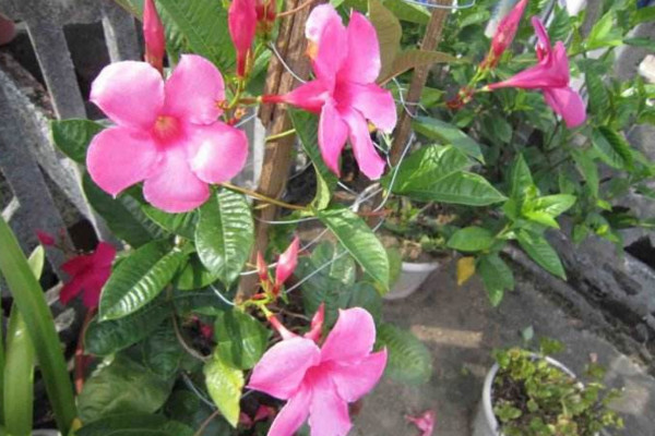 飘香藤冬天会死吗,温度低于10℃植株就会受冻