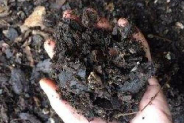 怎样判断松树皮腐熟了,观察颜色/气味/干湿程度