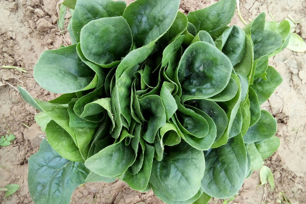 冬季可以种什么菜,白菜/萝卜/韭菜/菠菜