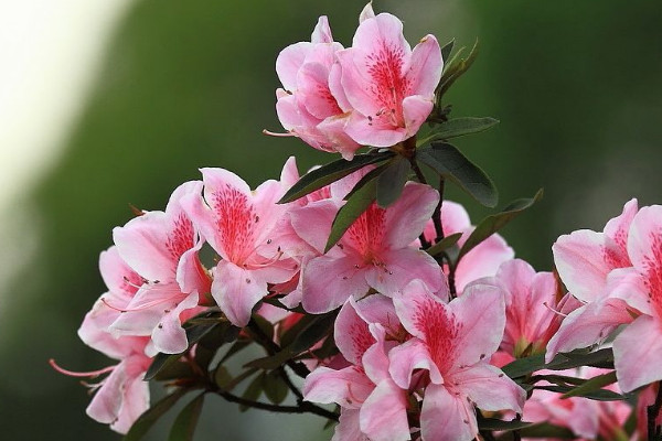 杜鹃花花蕾干枯的原因,光照太强/出现肥害等