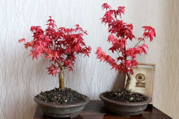 红枫种子的种植方法,春秋季播种成活率最高