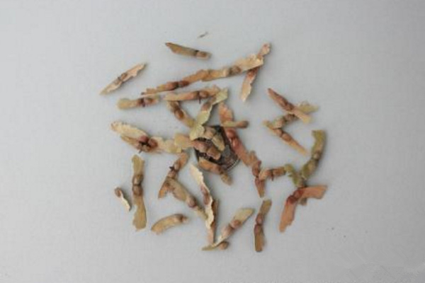 红枫种子的种植方法,春秋季播种成活率最高