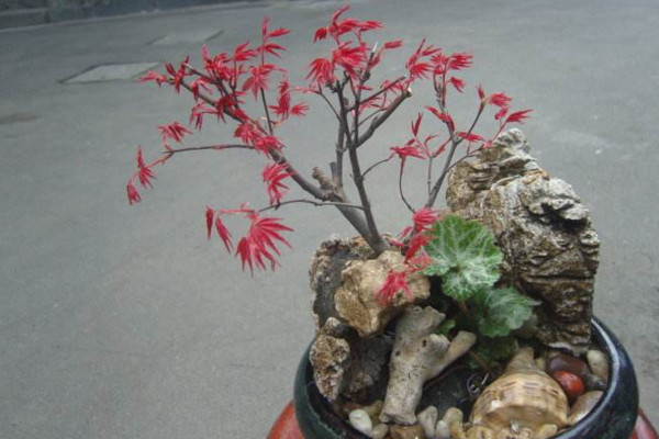 红枫种子的种植方法,春秋季播种成活率最高